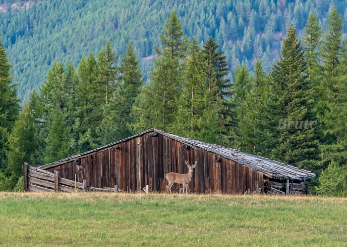 Whitetail Barn August  2020 a-4126.JPG