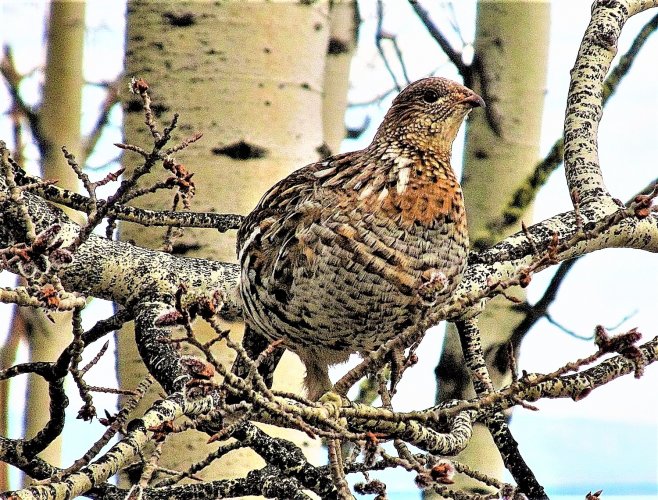 bakyard_grouse.JPG bakyard_grouse.JPG