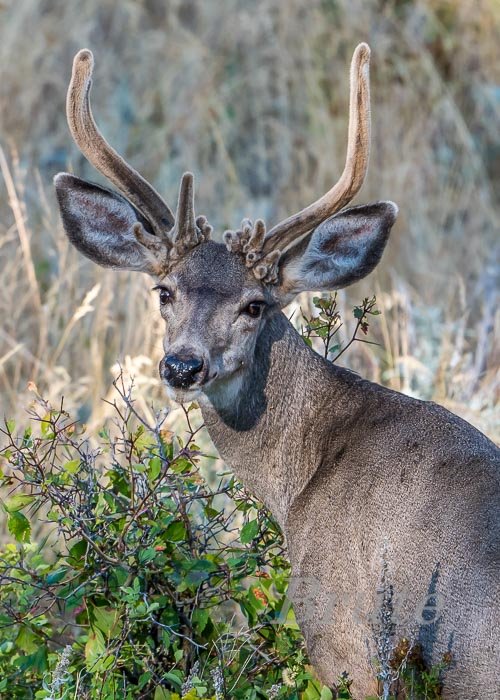 Muley August 2020 a-0013.JPG