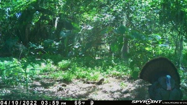 trail cam fla.jpg