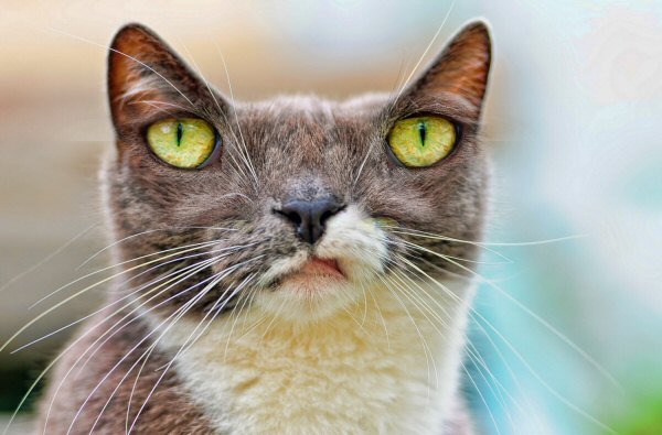 Grownupcat2.jpg Grownupcat2.jpg