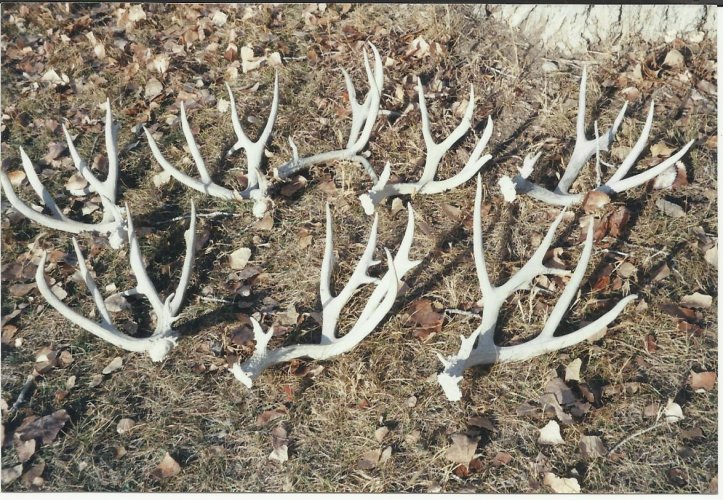 Idaho buck.jpg Idaho buck.jpg