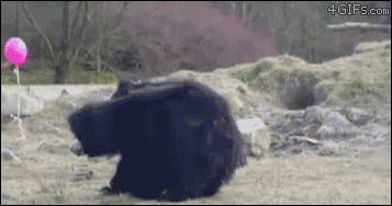 1650036246843.gif 1650036246843.gif