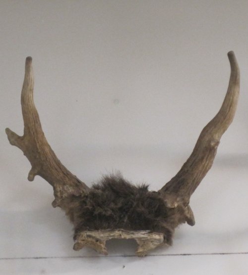 shop horns 007.JPG