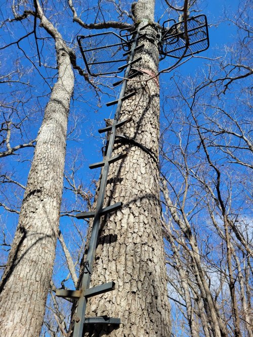 20220414 tree stand litter.jpg 20220414 tree stand litter.jpg