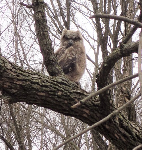 20220417 Great Horned Baby.jpg
