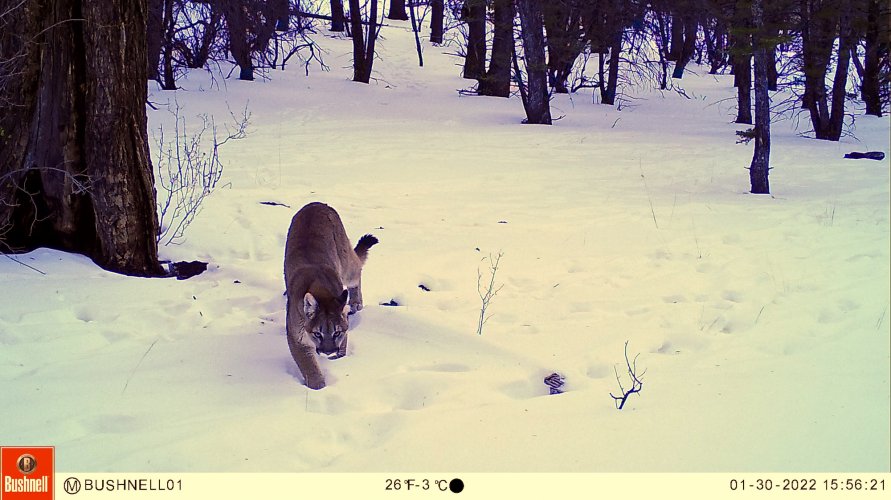 01300211 cougar.jpeg