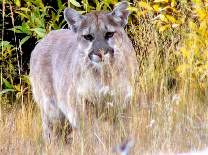 Lion Cub trimmed Wind River Mountains.jpg