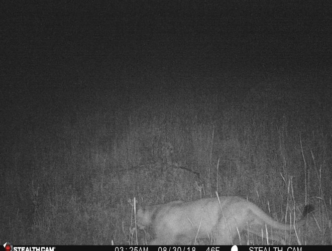 imcat1 - Copy.jpeg imcat1 - Copy.jpeg