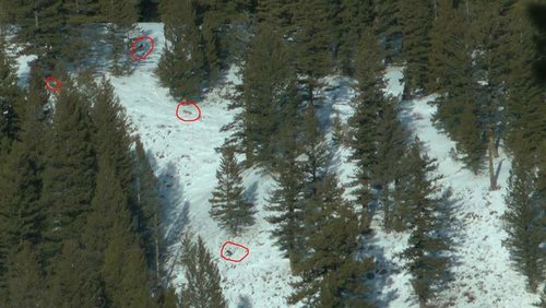 WyoWolf2012-5.jpg WyoWolf2012-5.jpg