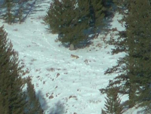 WyoWolf2012-6.jpg