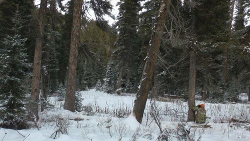 WyoWolf2012-7.jpg WyoWolf2012-7.jpg