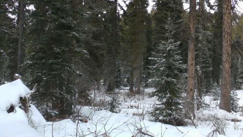 WyoWolf2012-8.jpg WyoWolf2012-8.jpg