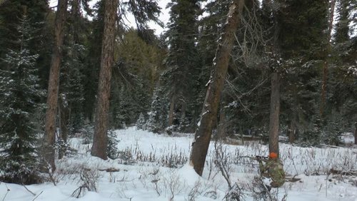 WyoWolf2012-9.jpg WyoWolf2012-9.jpg
