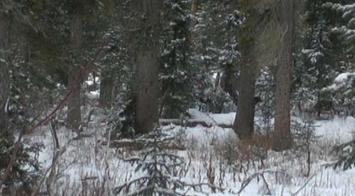 WyoWolf2012-10.jpg WyoWolf2012-10.jpg
