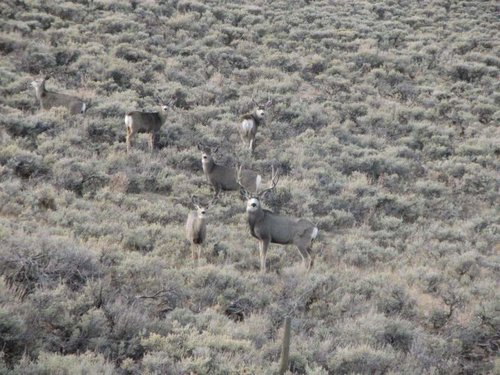 mulies6.jpg mulies6.jpg