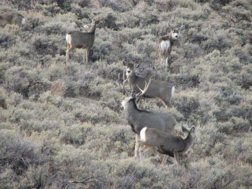 mulies1.jpg mulies1.jpg