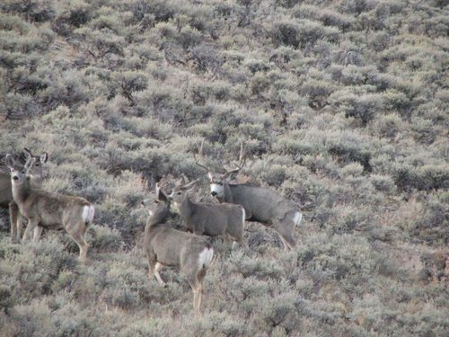 mulies2.jpg mulies2.jpg