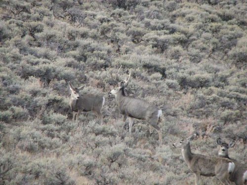 mulies3.jpg mulies3.jpg