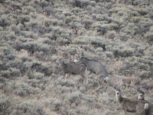 mulies4.jpg mulies4.jpg