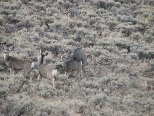 IMG_0677 (3).jpg IMG_0677 (3).jpg