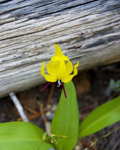 flower238x10.jpg