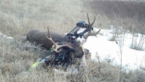 Nd mule deer 2.jpg