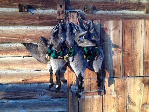 DuckGoose Limit.JPG