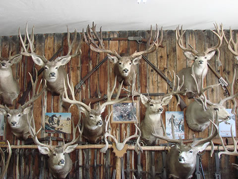 Mule_Deer_Trophy_Mounts_001_fs.jpg