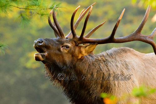 DSC_ elk bugle closeup 5312.jpg