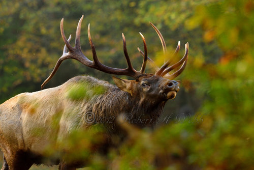DSC_ elk 5304.jpg