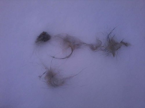 yote fur.jpg