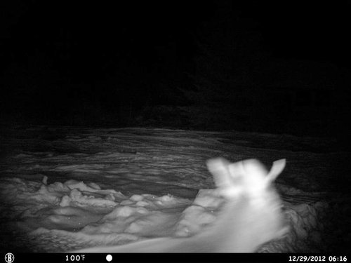 trailcam2 (2).jpg