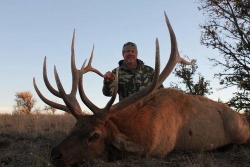 bull.jpg bull.jpg