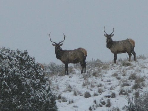 Four Mile elk 08 005.jpg