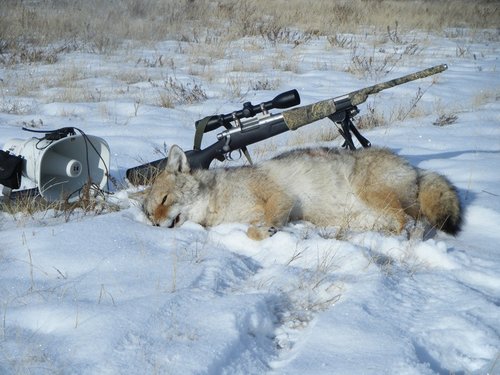 yotes2012 001.JPG