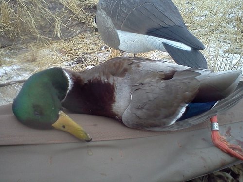 Banded Drake.JPG