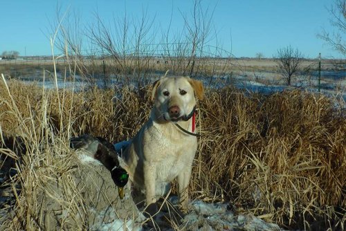 Greenhead-2.jpg Greenhead-2.jpg