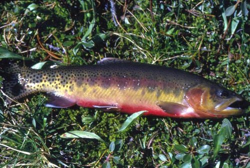 Fishing30005.jpg Fishing30005.jpg
