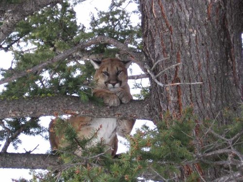 Coug 2.jpg