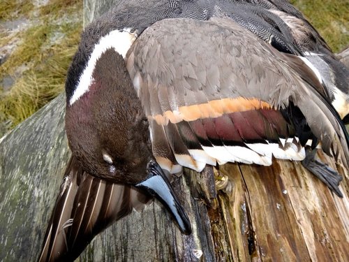 Duck 3.jpg