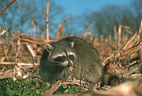 raccoon.jpg