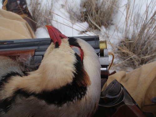 Chukar 2.jpg