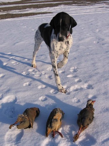 Hunting season 2012-13 012.jpg