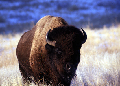 Bison-Bull.jpg