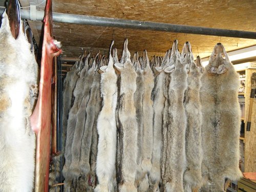 fur shed 001.JPG