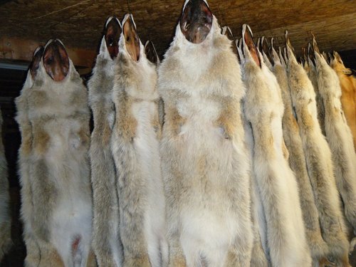 fur shed 003.JPG