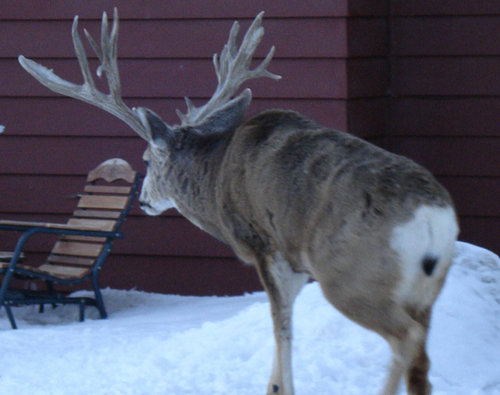 Rawlins Buck 03.jpg