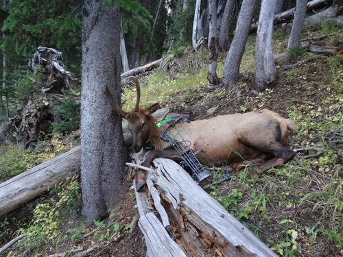 Wyoming Elk Hunt 075.JPG