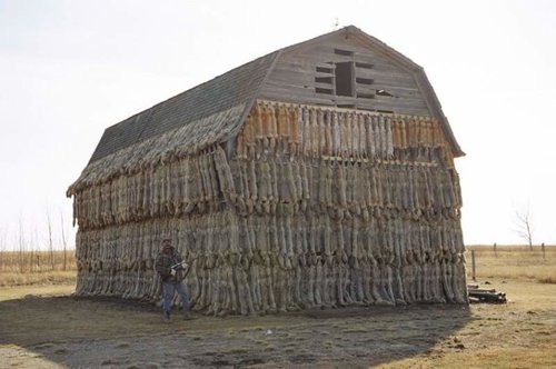 Barn with a fur coat.jpg